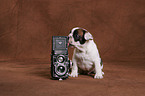 sitting French Bulldog puppy