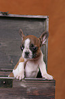 French Bulldog puppy