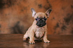 French Bulldog Puppy