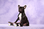 sitting French Bulldog