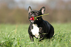 running French Bulldog