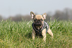 French Bulldog Puppy