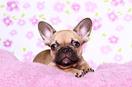 French Bulldog Puppy