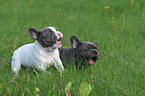 2 playing French Bulldog Puppies