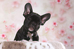 French Bulldog Puppy Portrait