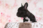 French Bulldog Puppy Portrait