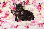 two French Bulldog Puppys