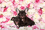 two French Bulldog Puppys