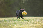 running French bulldog