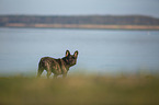 French bulldog on the lake shore