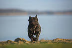French bulldog on the lake shore