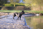 French bulldog on the lake shore