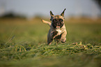 running young French Bulldog