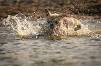 French Bulldog in the water