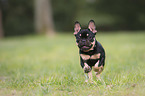 running French Bulldog Puppy
