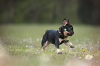 running French Bulldog Puppy