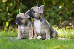 sitting French Bulldog Puppies