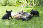 French Bulldog Puppies