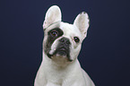 French Bulldog portrait