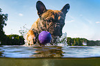 French Bulldog in the water