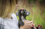 young French Bulldog