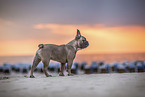 French Bulldog at the beach
