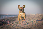 French Bulldog at the beach