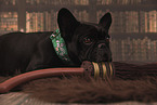 female French Bulldog