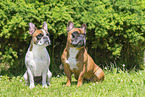 French Bulldogs