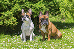 French Bulldogs