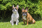 French Bulldogs