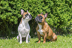 French Bulldogs