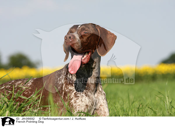 French Pointing Dog / JH-06692