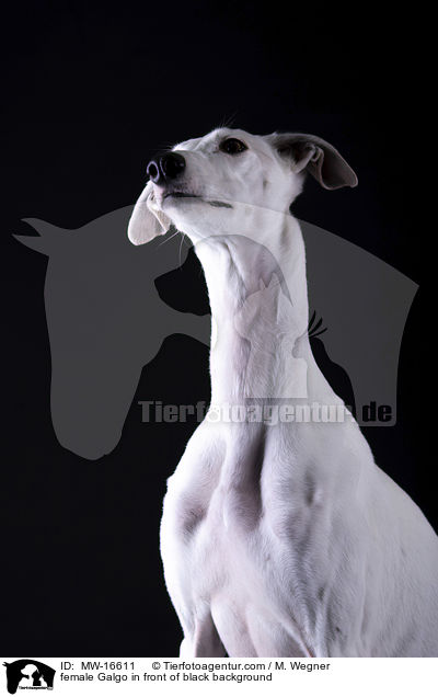 female Galgo in front of black background / MW-16611