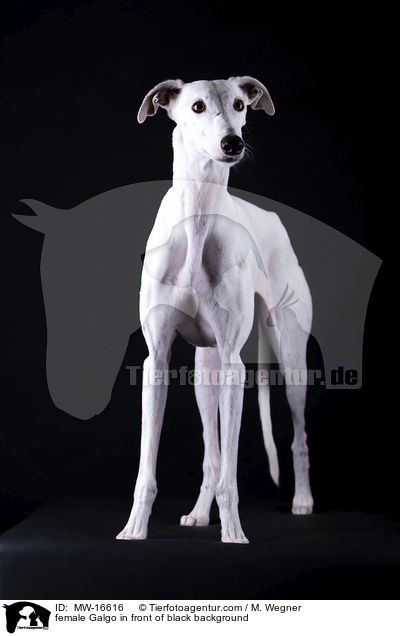 female Galgo in front of black background / MW-16616