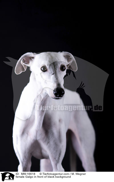 female Galgo in front of black background / MW-16618
