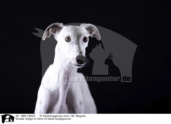 female Galgo in front of black background / MW-16625