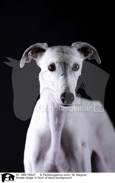 female Galgo in front of black background / MW-16627