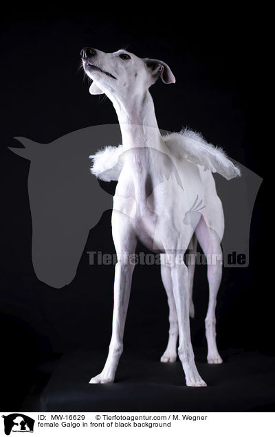female Galgo in front of black background / MW-16629