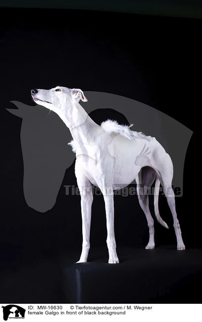 female Galgo in front of black background / MW-16630