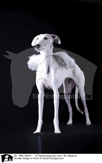 female Galgo in front of black background / MW-16631