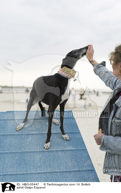 erwachsener Galgo Espanol / adult Galgo Espanol / HBO-05447