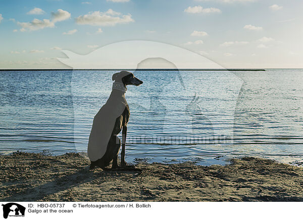 Galgo at the ocean / HBO-05737