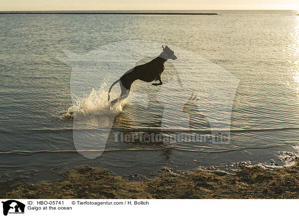 Galgo at the ocean / HBO-05741