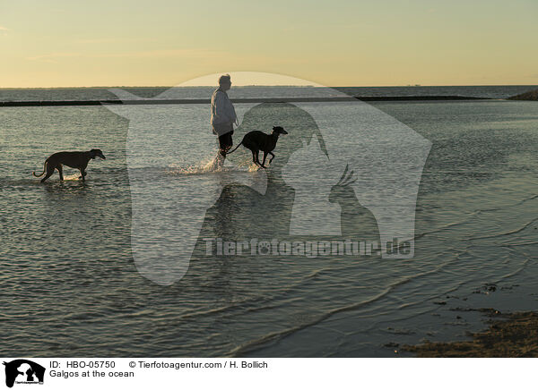 Galgos at the ocean / HBO-05750