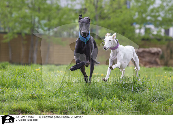 2 Galgo Espanol / 2 Galgo Espanol / JM-14950