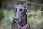 Galgo Espanol