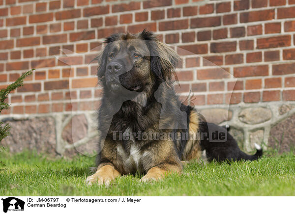 Germanischer Brenhund / German Beardog / JM-06797