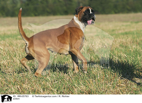 Deutscher Boxer in Aktion / action / RR-05763