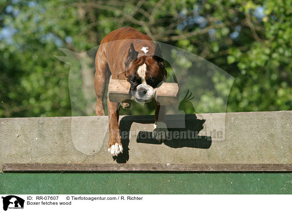 Boxer fetches wood / RR-07607